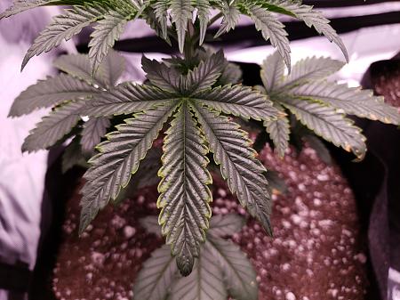 Click image for larger version

Name:	Yellow edges brown spots 2.jpg
Views:	239
Size:	2.57 MB
ID:	664016