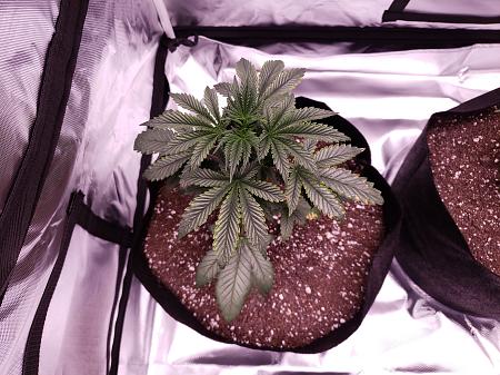 Click image for larger version

Name:	Yellow edges brown spots(1).jpg
Views:	240
Size:	4.04 MB
ID:	664017