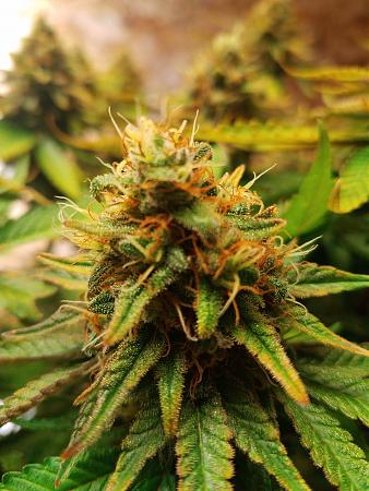 Click image for larger version

Name:	IMG_20181113_173435.jpg
Views:	254
Size:	2.22 MB
ID:	267542