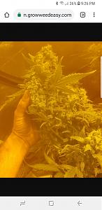 Click image for larger version

Name:	Screenshot_20181202-212605_Chrome.jpg
Views:	256
Size:	532.1 KB
ID:	272131