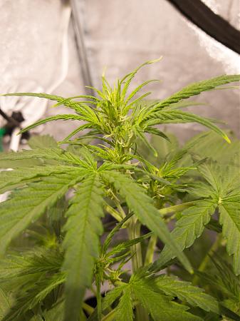 Click image for larger version

Name:	LRM_EXPORT_275454154554798_20181211_090048422.jpeg
Views:	458
Size:	3.05 MB
ID:	274888