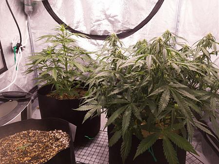 Click image for larger version

Name:	LRM_EXPORT_275463390965211_20181211_090057658.jpeg
Views:	460
Size:	3.62 MB
ID:	274889