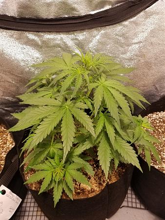 Click image for larger version

Name:	20181208_132319.jpg
Views:	467
Size:	3.07 MB
ID:	273930