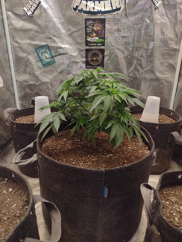 Click image for larger version

Name:	IMG_20260317_073514228.jpg
Views:	27
Size:	4.06 MB
ID:	664079