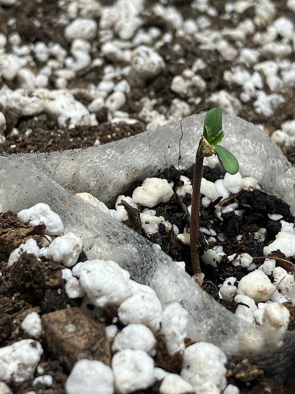 Click image for larger version  Name:	IMG_0683.jpg Views:	1 Size:	778.2 KB ID:	664098