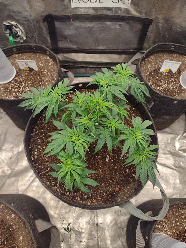 Click image for larger version

Name:	IMG_20260318_103140005.jpg
Views:	11
Size:	3.39 MB
ID:	664105