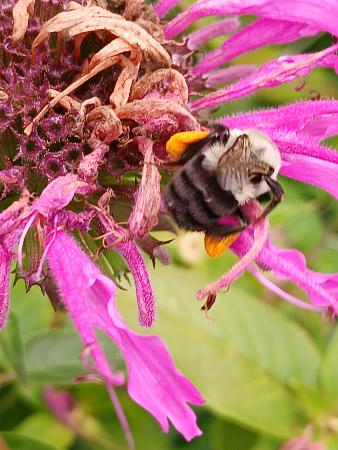 Click image for larger version

Name:	20250805_115450.jpg
Views:	9
Size:	1.81 MB
ID:	664115