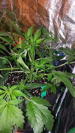 Click image for larger version

Name:	20170504_100318.jpg
Views:	241
Size:	7.23 MB
ID:	88206