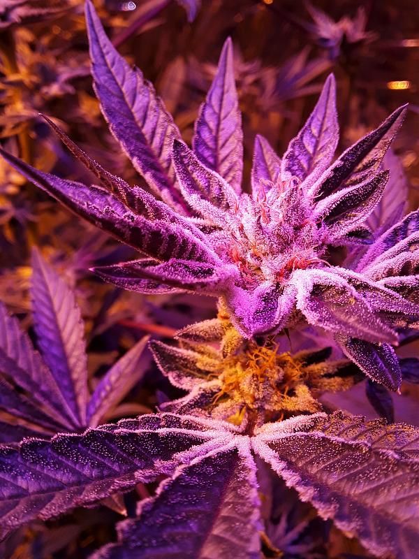 Click image for larger version

Name:	20200329_210409.jpg
Views:	718
Size:	2.34 MB
ID:	389704