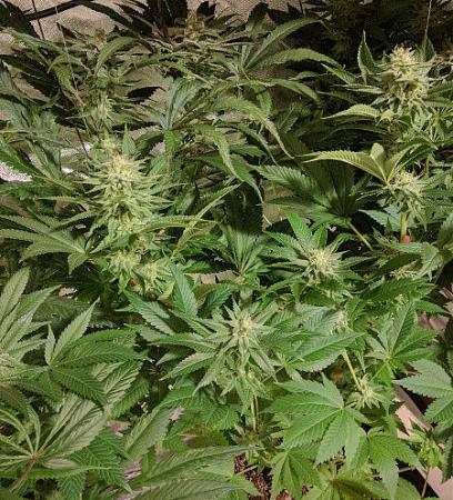 Click image for larger version

Name:	2020-05-11 20.13.31scaled.jpg
Views:	572
Size:	155.0 KB
ID:	403935