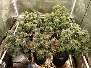 Click image for larger version

Name:	20260320_185700.jpg
Views:	5
Size:	4.50 MB
ID:	664222