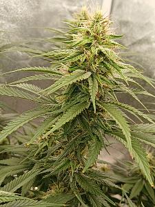 Click image for larger version

Name:	20260320_185735.jpg
Views:	5
Size:	2.79 MB
ID:	664223