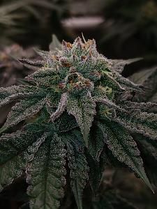 Click image for larger version

Name:	20260320_185840.jpg
Views:	5
Size:	2.39 MB
ID:	664225