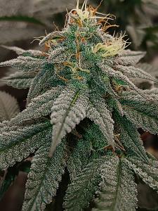 Click image for larger version

Name:	20260320_185855.jpg
Views:	5
Size:	3.10 MB
ID:	664226