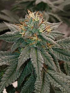 Click image for larger version

Name:	20260320_185847.jpg
Views:	5
Size:	3.12 MB
ID:	664227