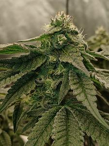 Click image for larger version

Name:	20260320_185911.jpg
Views:	5
Size:	2.88 MB
ID:	664228