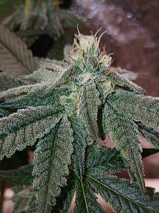 Click image for larger version

Name:	20260320_185920.jpg
Views:	5
Size:	2.64 MB
ID:	664229