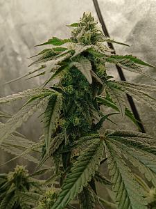 Click image for larger version

Name:	20260320_185940.jpg
Views:	5
Size:	2.63 MB
ID:	664230