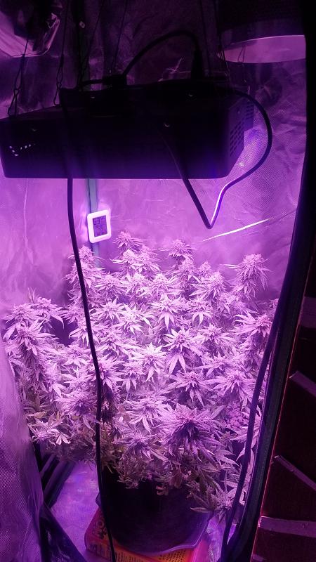 Click image for larger version

Name:	20180818_145256.jpg
Views:	476
Size:	2.24 MB
ID:	238198