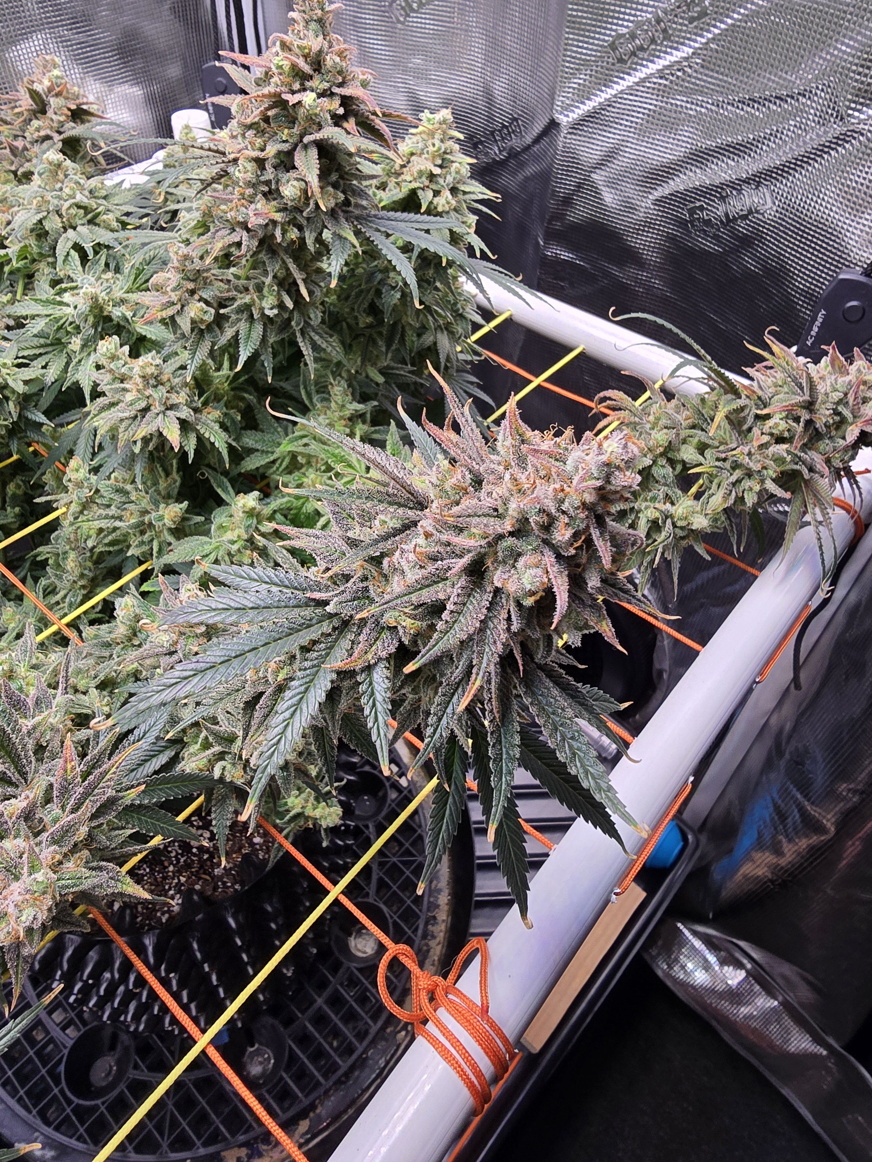 Click image for larger version

Name:	20260322_170100.jpg
Views:	22
Size:	3.31 MB
ID:	664274