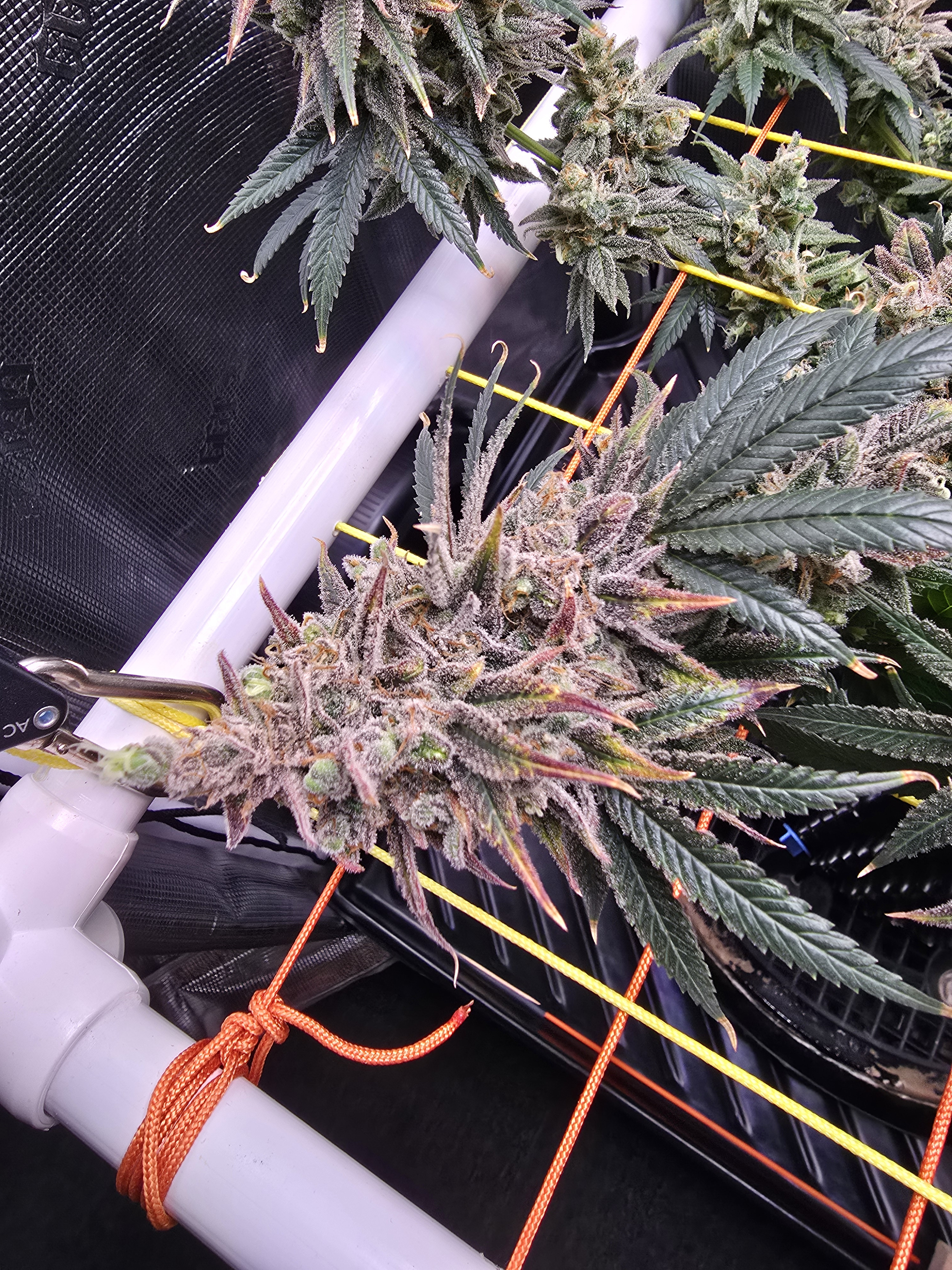 Click image for larger version

Name:	20260322_170113.jpg
Views:	22
Size:	3.50 MB
ID:	664275