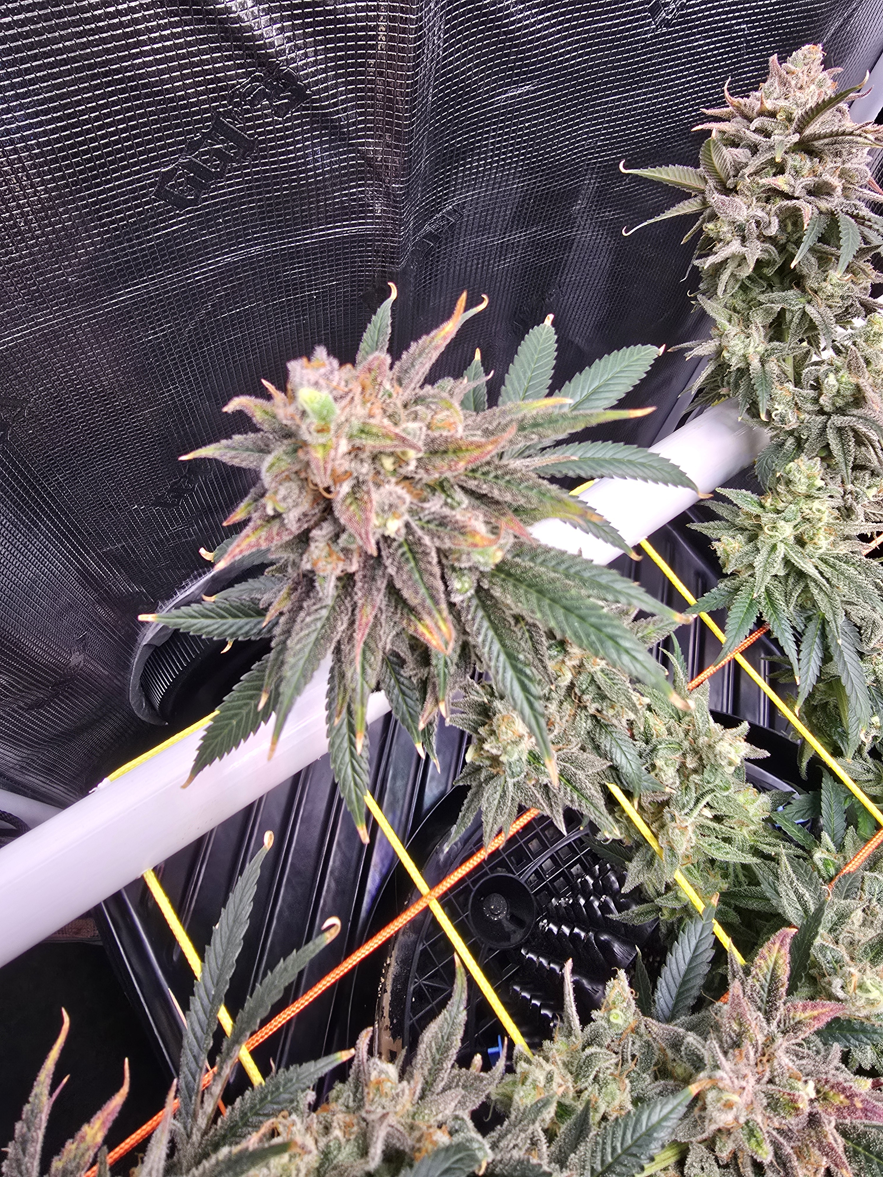 Click image for larger version

Name:	20260322_170120.jpg
Views:	22
Size:	4.12 MB
ID:	664276