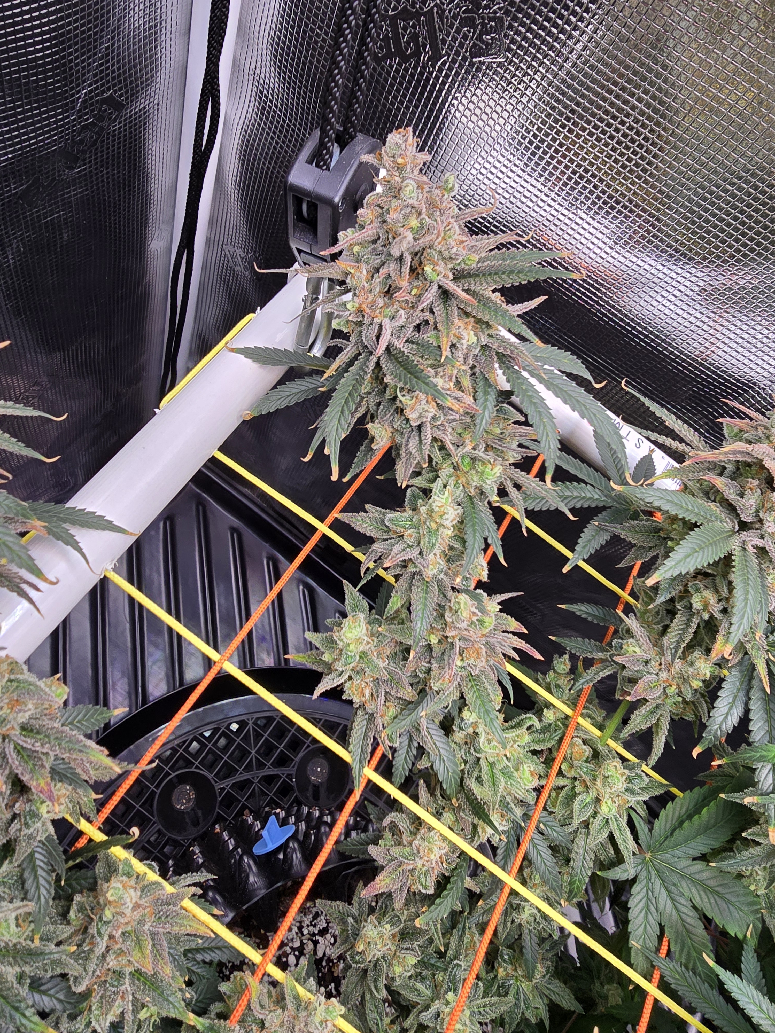 Click image for larger version

Name:	20260322_170133.jpg
Views:	22
Size:	3.55 MB
ID:	664278