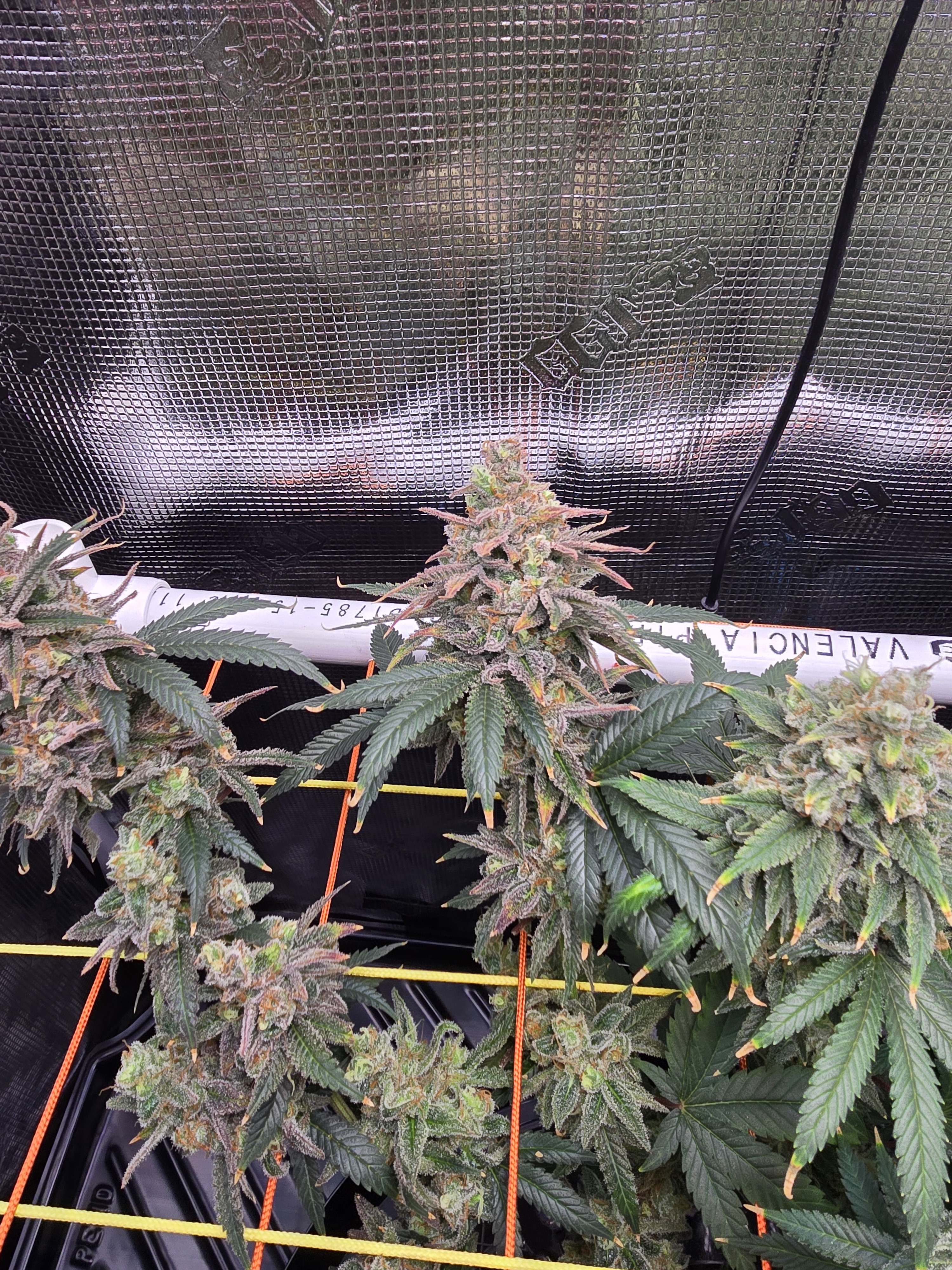 Click image for larger version

Name:	20260322_170140.jpg
Views:	23
Size:	3.64 MB
ID:	664280