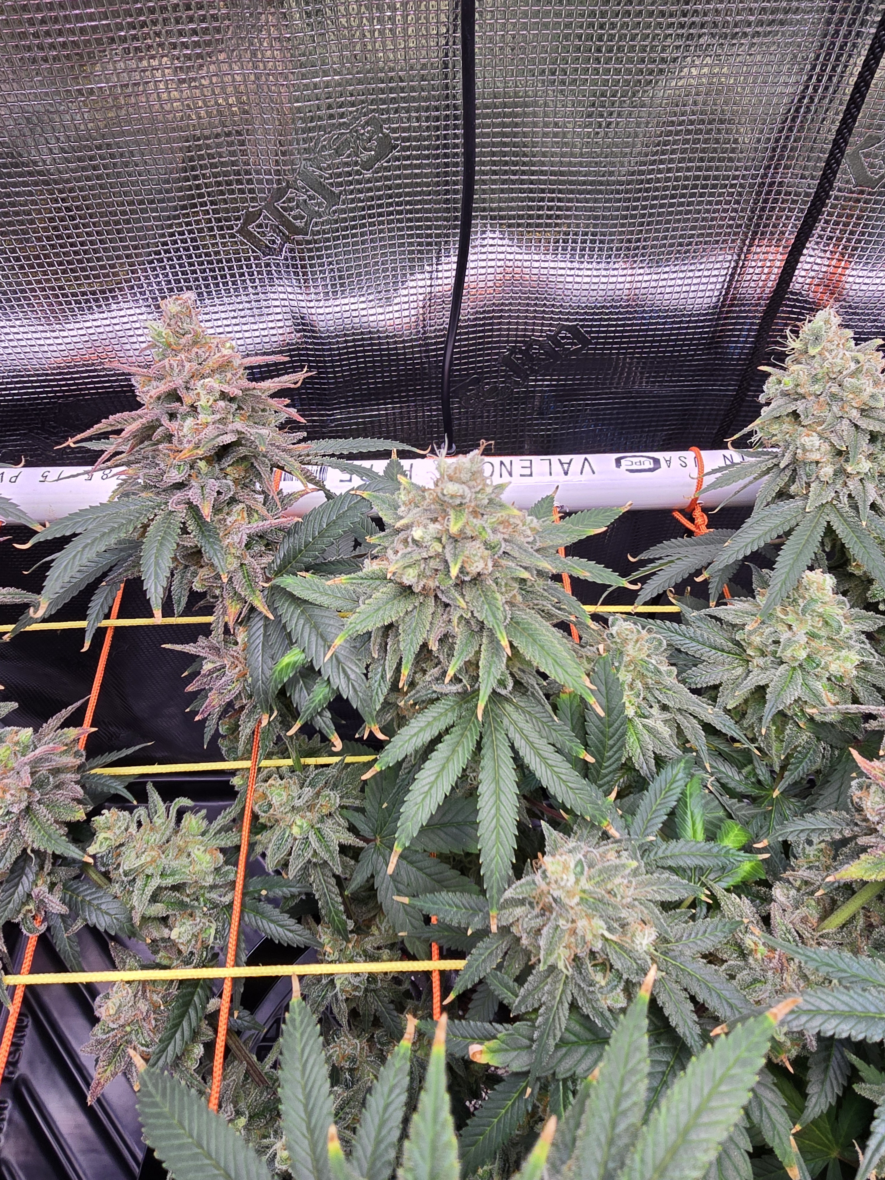 Click image for larger version

Name:	20260322_170145.jpg
Views:	21
Size:	3.80 MB
ID:	664281