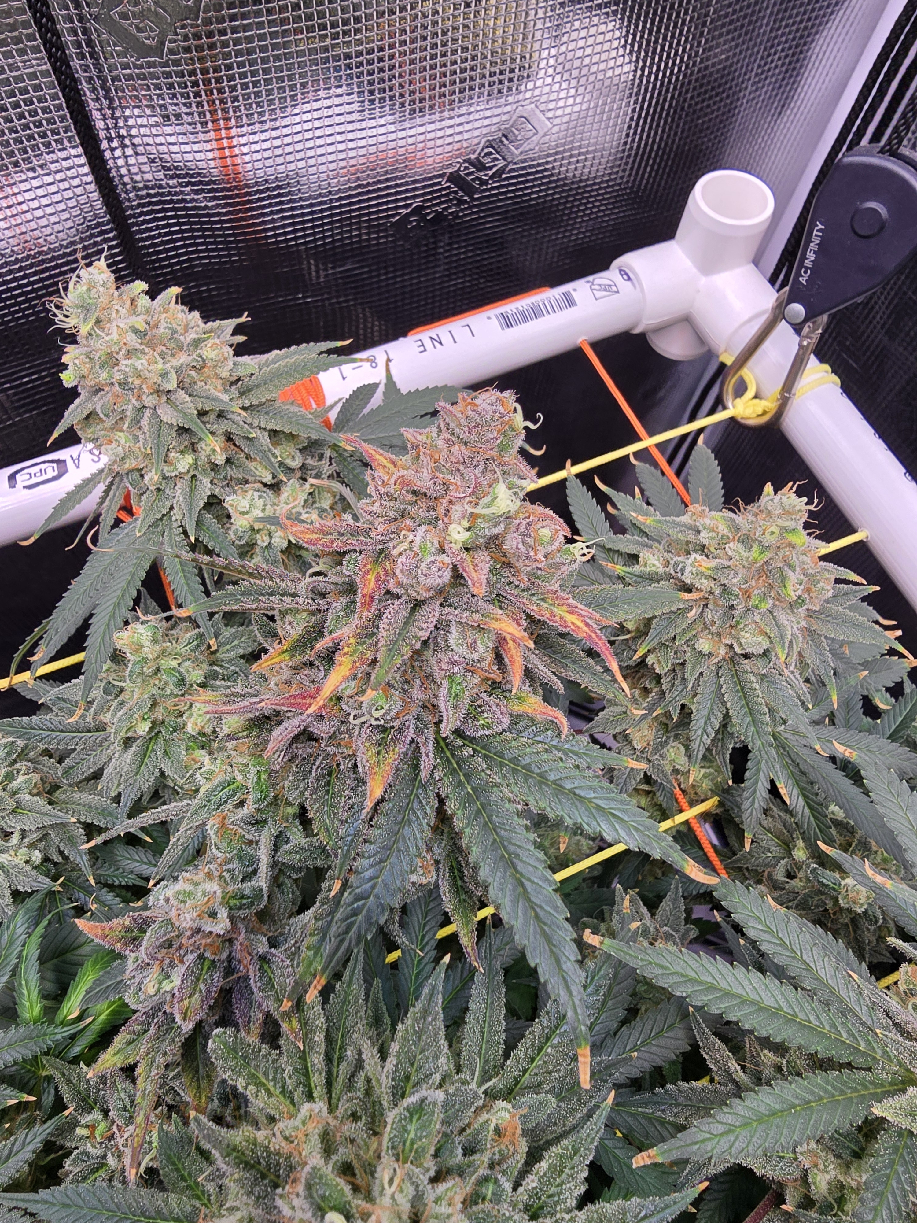 Click image for larger version

Name:	20260322_170201.jpg
Views:	21
Size:	3.58 MB
ID:	664282