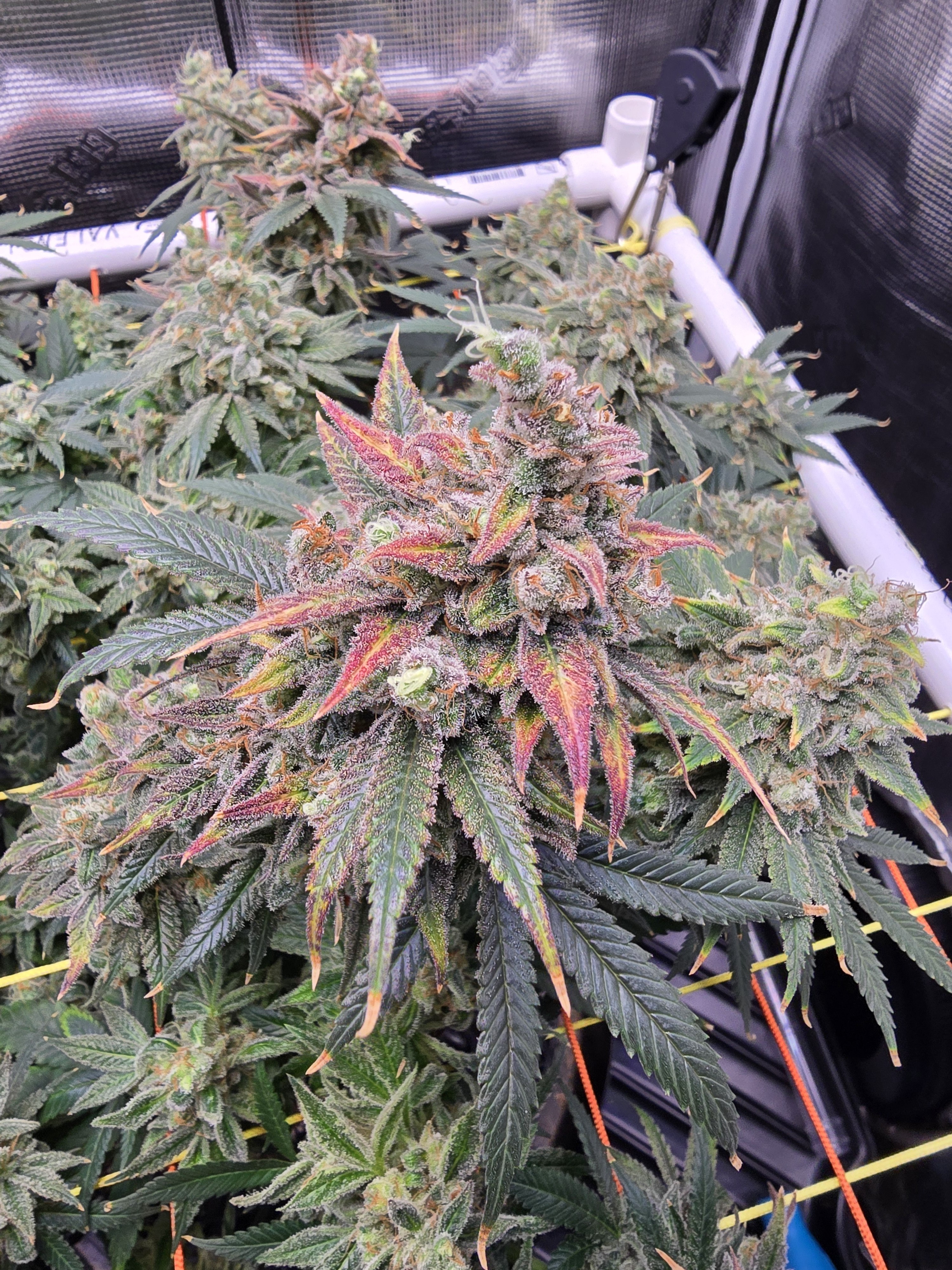 Click image for larger version

Name:	20260322_170212.jpg
Views:	21
Size:	3.27 MB
ID:	664283