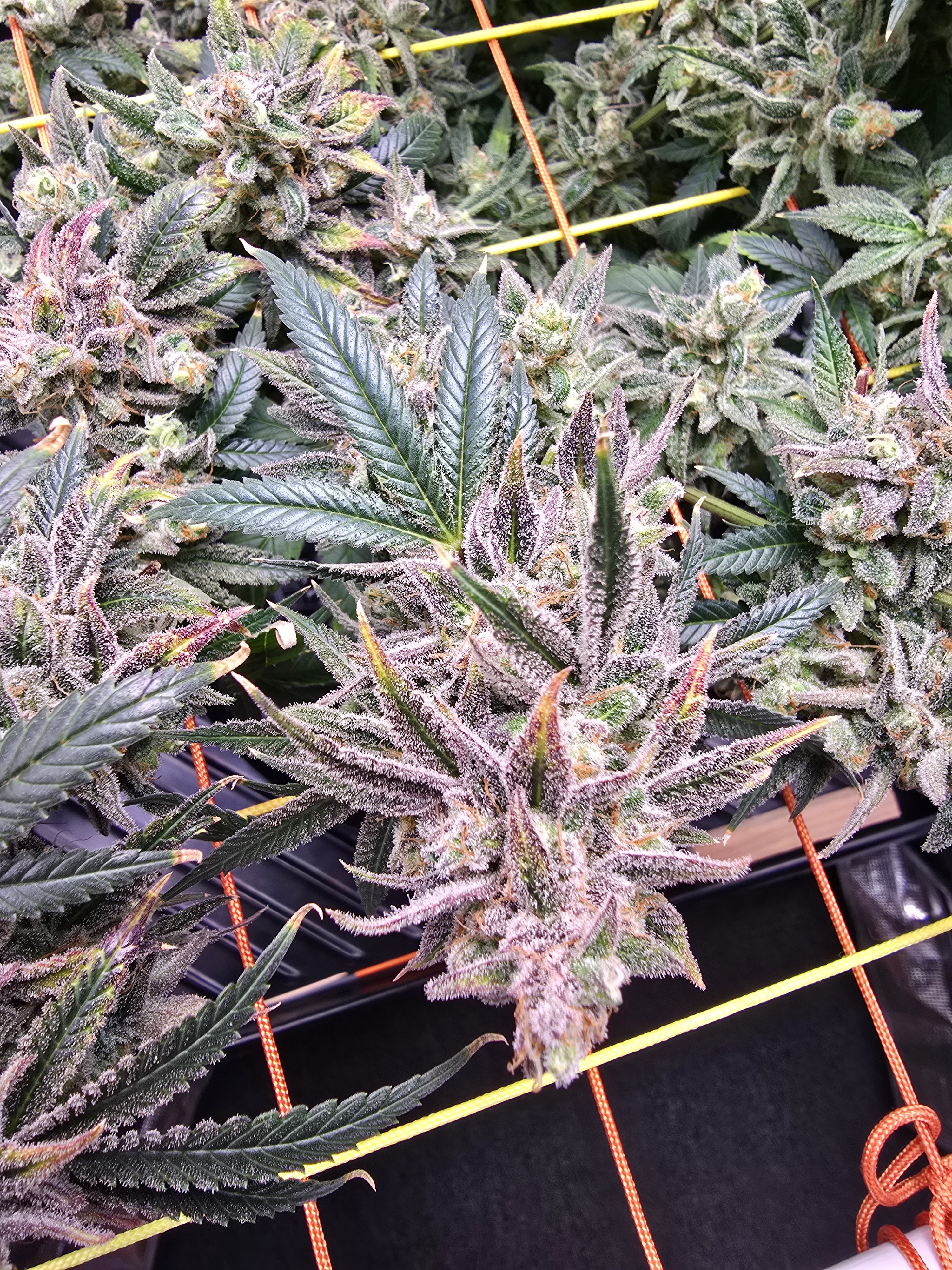 Click image for larger version

Name:	20260322_170225.jpg
Views:	21
Size:	4.26 MB
ID:	664284