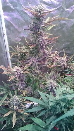 Click image for larger version

Name:	IMG_20180112_174602932.jpg
Views:	261
Size:	1.12 MB
ID:	163457