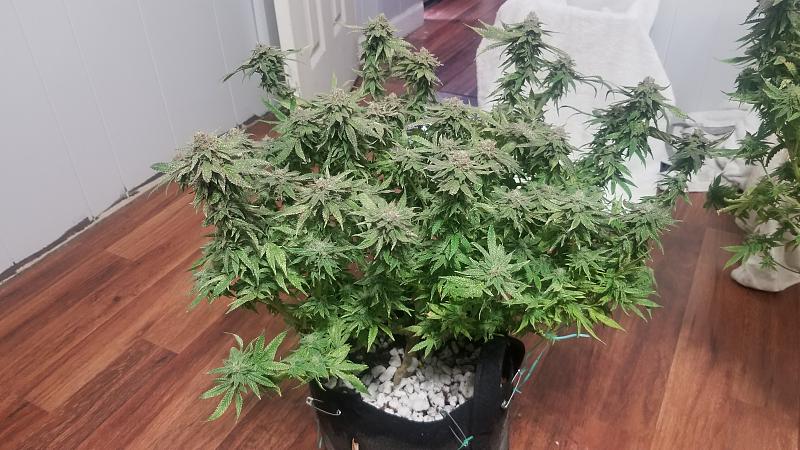 Click image for larger version

Name:	20180818_134904.jpg
Views:	477
Size:	1.84 MB
ID:	238197