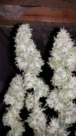 Click image for larger version

Name:	Screenshot_20161124-193145.png
Views:	165
Size:	5.62 MB
ID:	19549