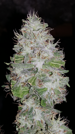 Click image for larger version

Name:	Screenshot_20161124-193211.png
Views:	185
Size:	4.46 MB
ID:	19550