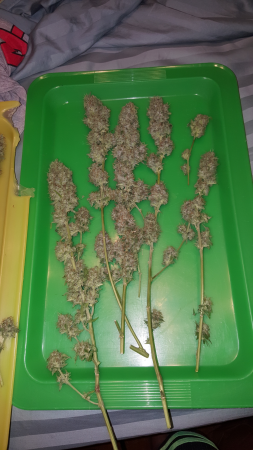 Click image for larger version

Name:	Screenshot_20161124-193110.png
Views:	218
Size:	4.57 MB
ID:	19547