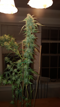 Click image for larger version

Name:	Screenshot_20161124-203435.png
Views:	181
Size:	3.92 MB
ID:	19578