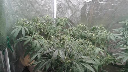 Click image for larger version

Name:	20180821_052313.jpg
Views:	241
Size:	841.2 KB
ID:	239321