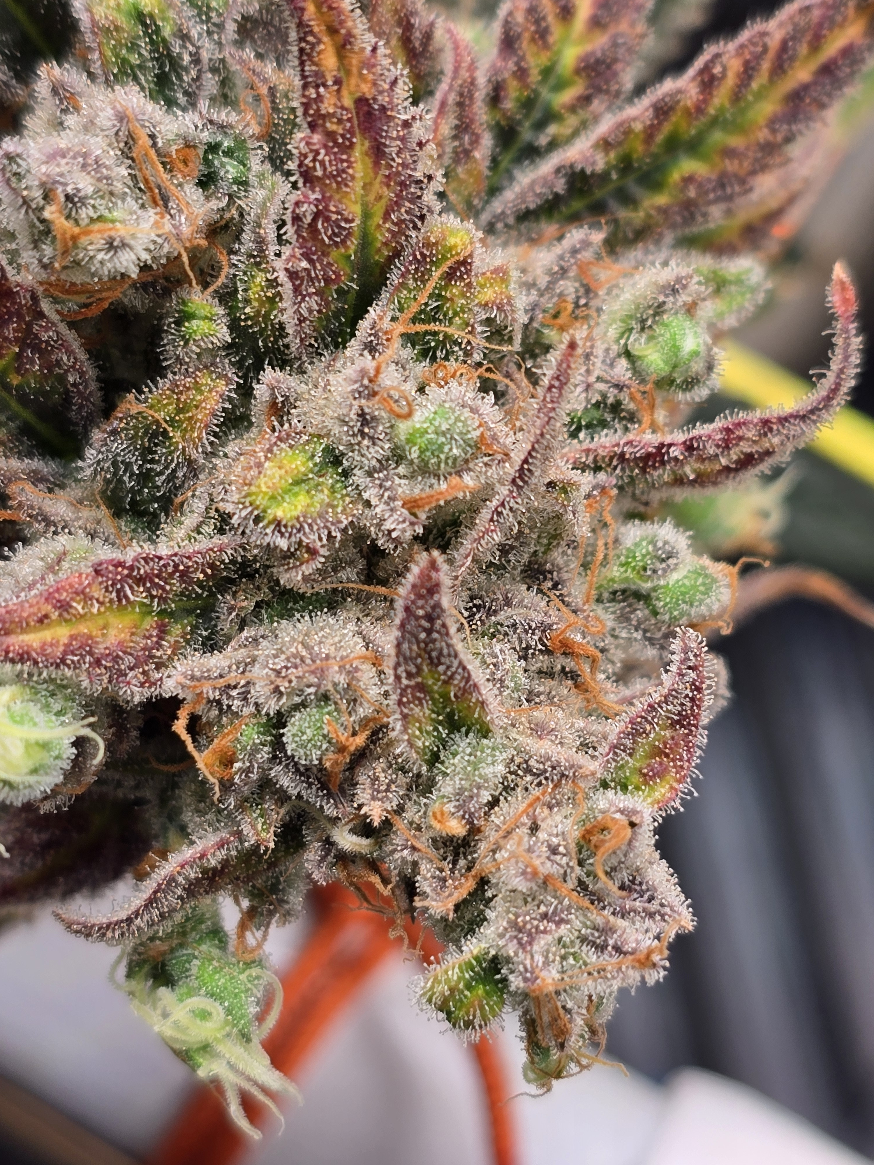 Click image for larger version  Name:	20260324_141000.jpg Views:	0 Size:	2.78 MB ID:	664340