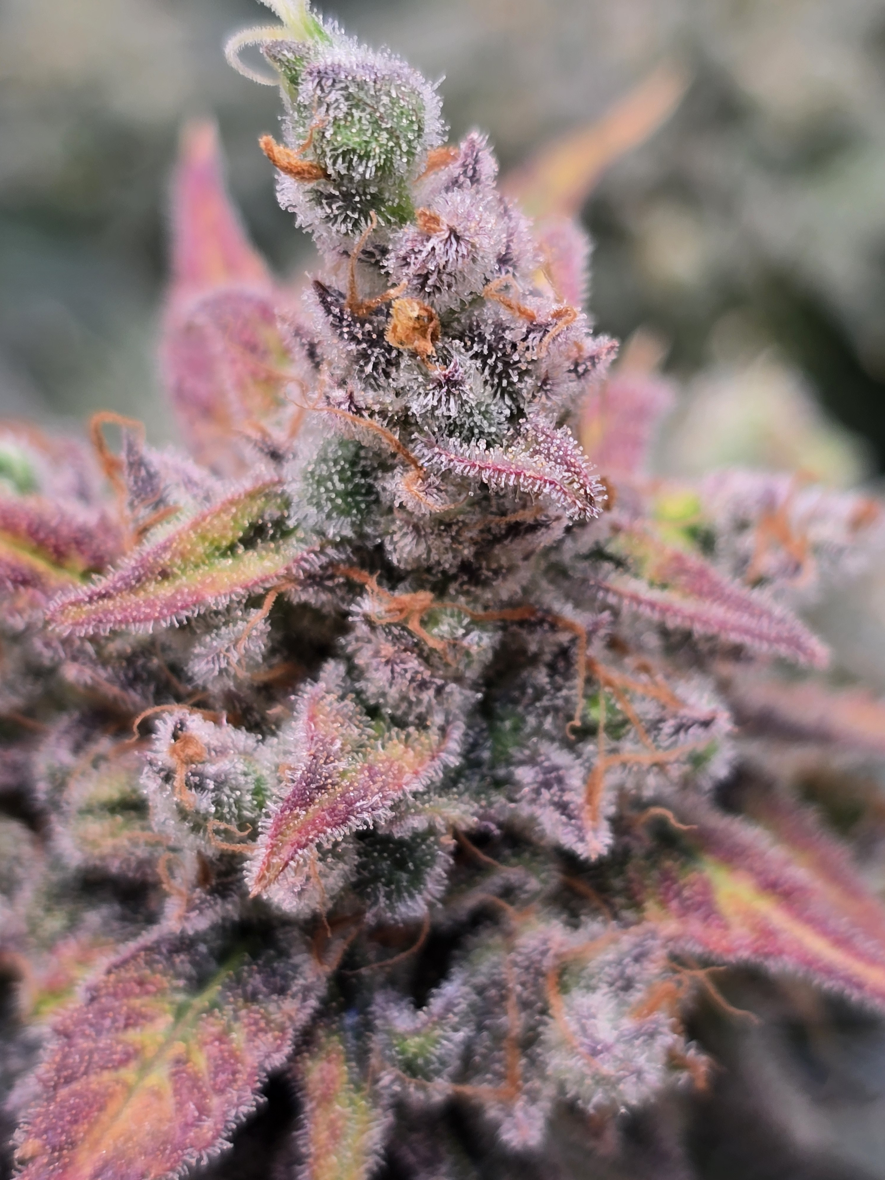 Click image for larger version  Name:	20260324_141032.jpg Views:	0 Size:	1.96 MB ID:	664341