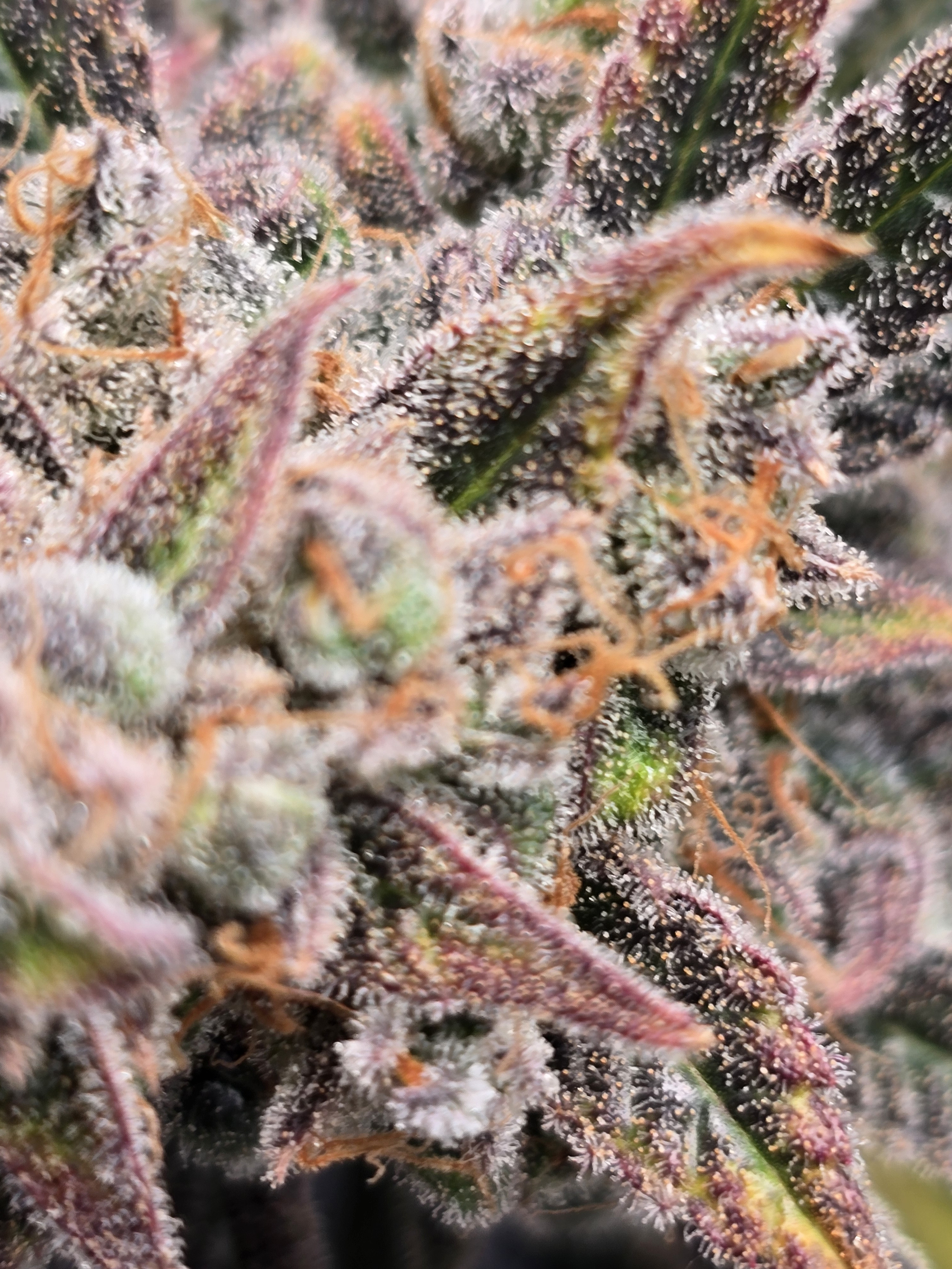 Click image for larger version  Name:	20260324_141045.jpg Views:	0 Size:	2.35 MB ID:	664342