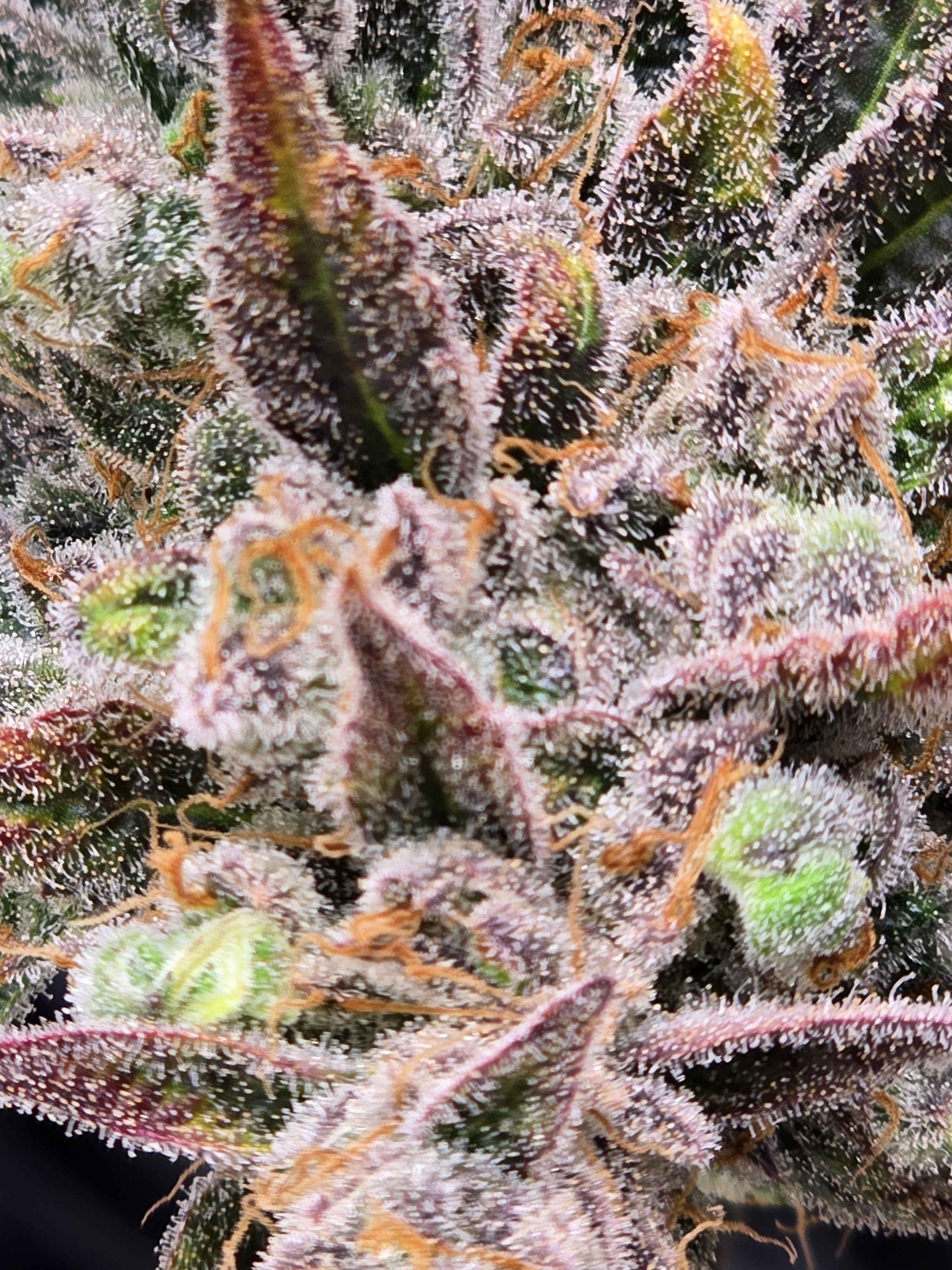 Click image for larger version  Name:	20260324_141108.jpg Views:	0 Size:	2.73 MB ID:	664343