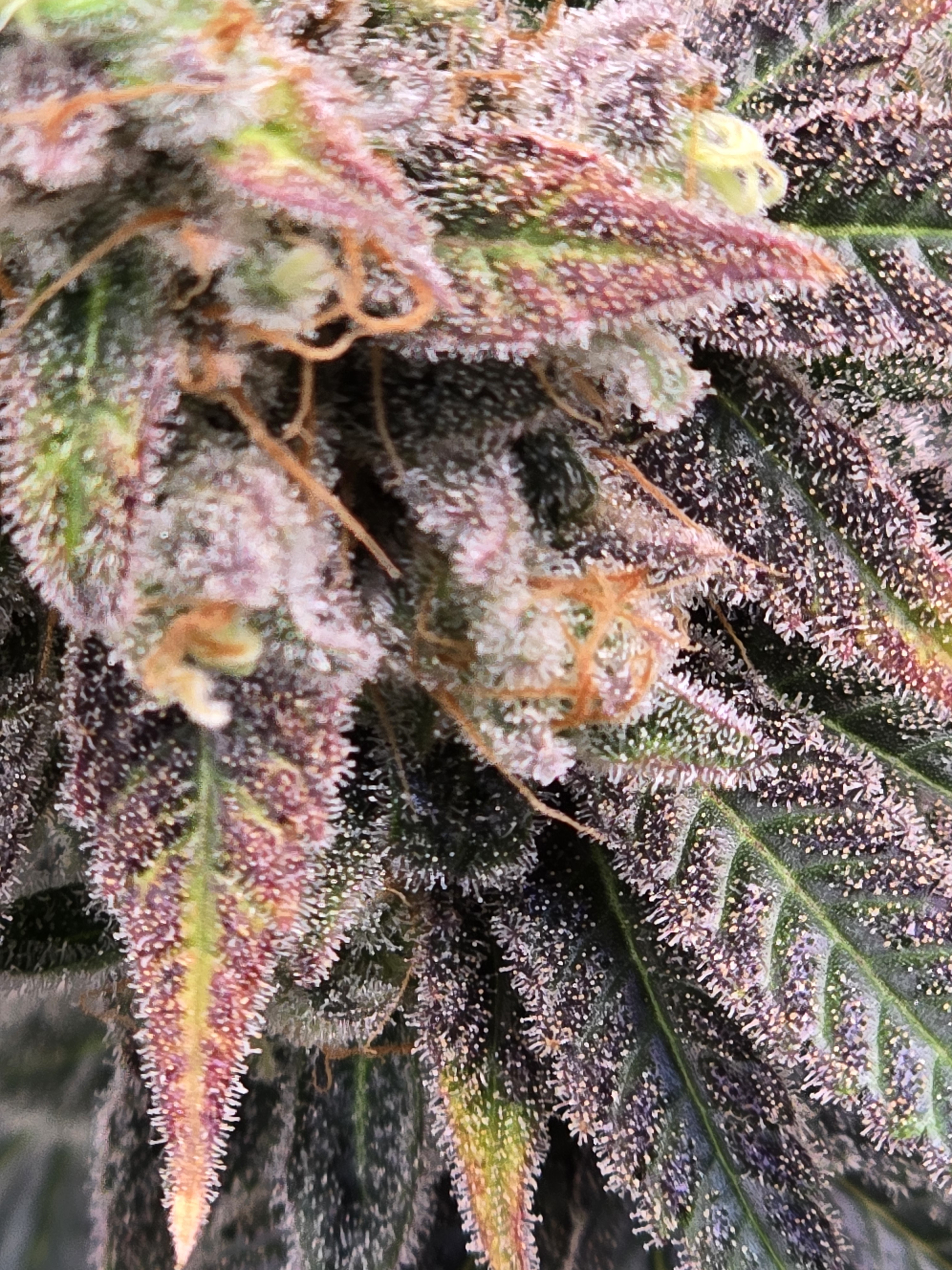 Click image for larger version

Name:	20260324_141128.jpg
Views:	4
Size:	2.72 MB
ID:	664346