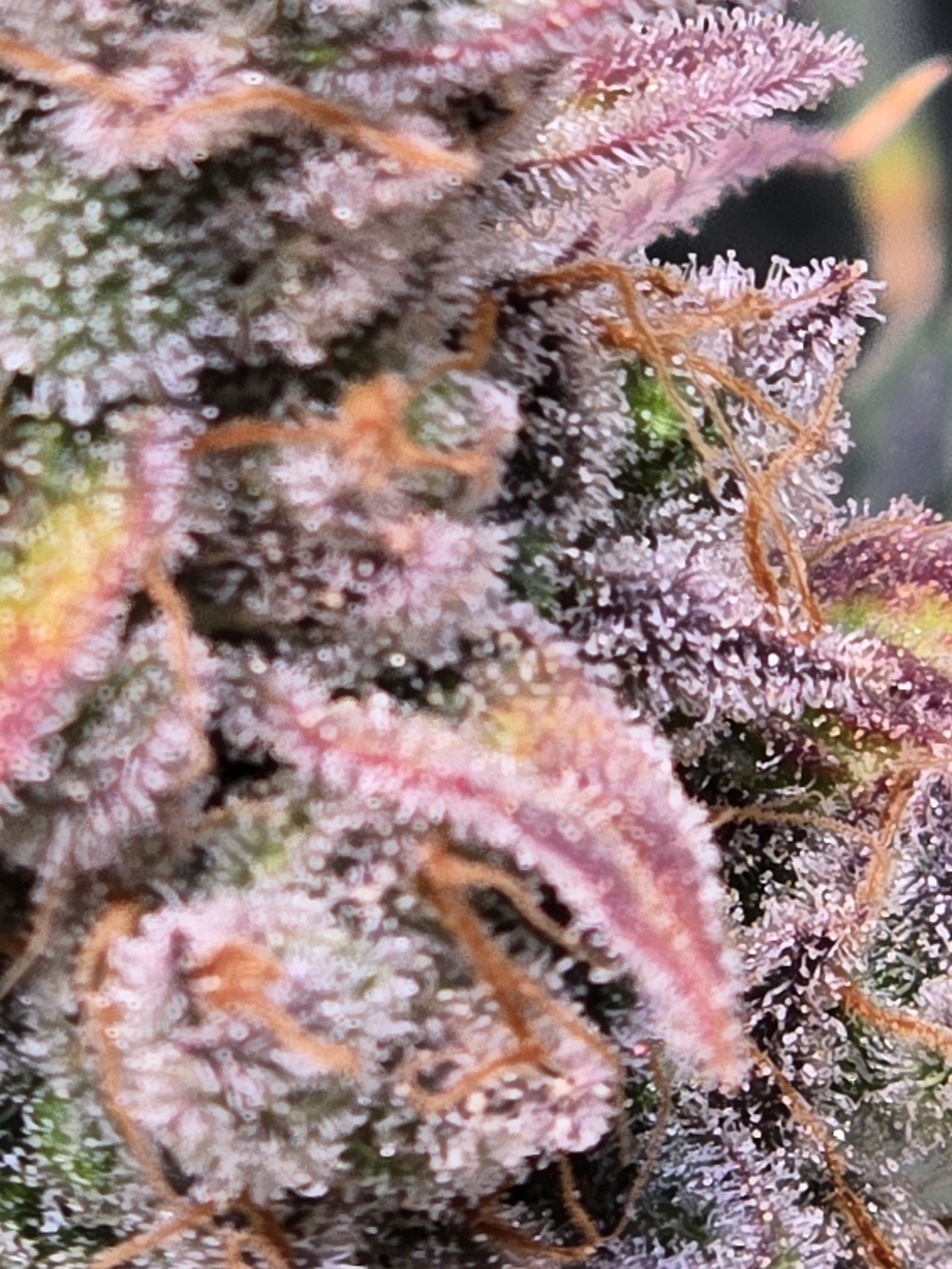 Click image for larger version

Name:	20260324_141150.jpg
Views:	3
Size:	1.85 MB
ID:	664347