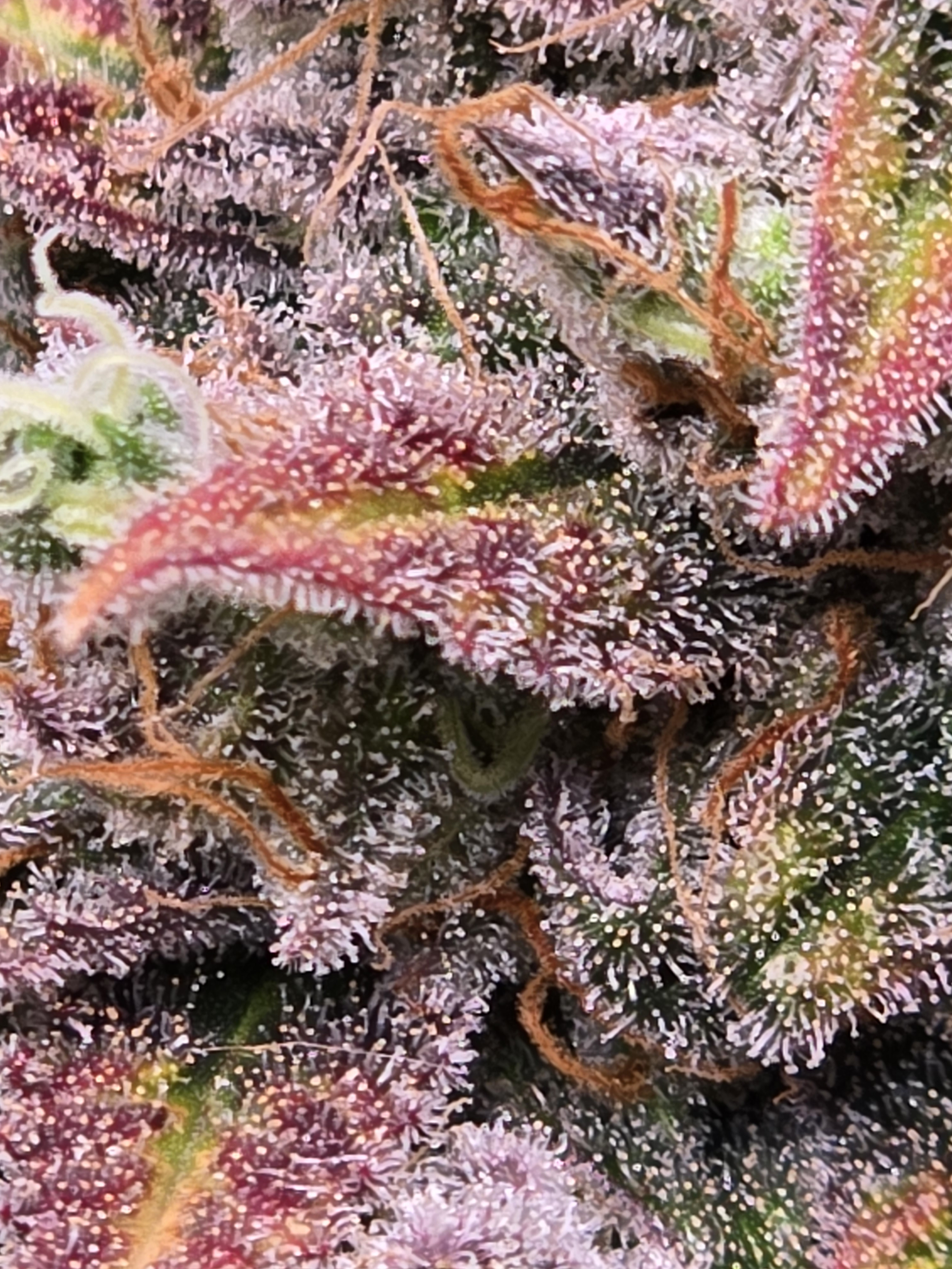 Click image for larger version

Name:	20260324_141159.jpg
Views:	3
Size:	2.23 MB
ID:	664348