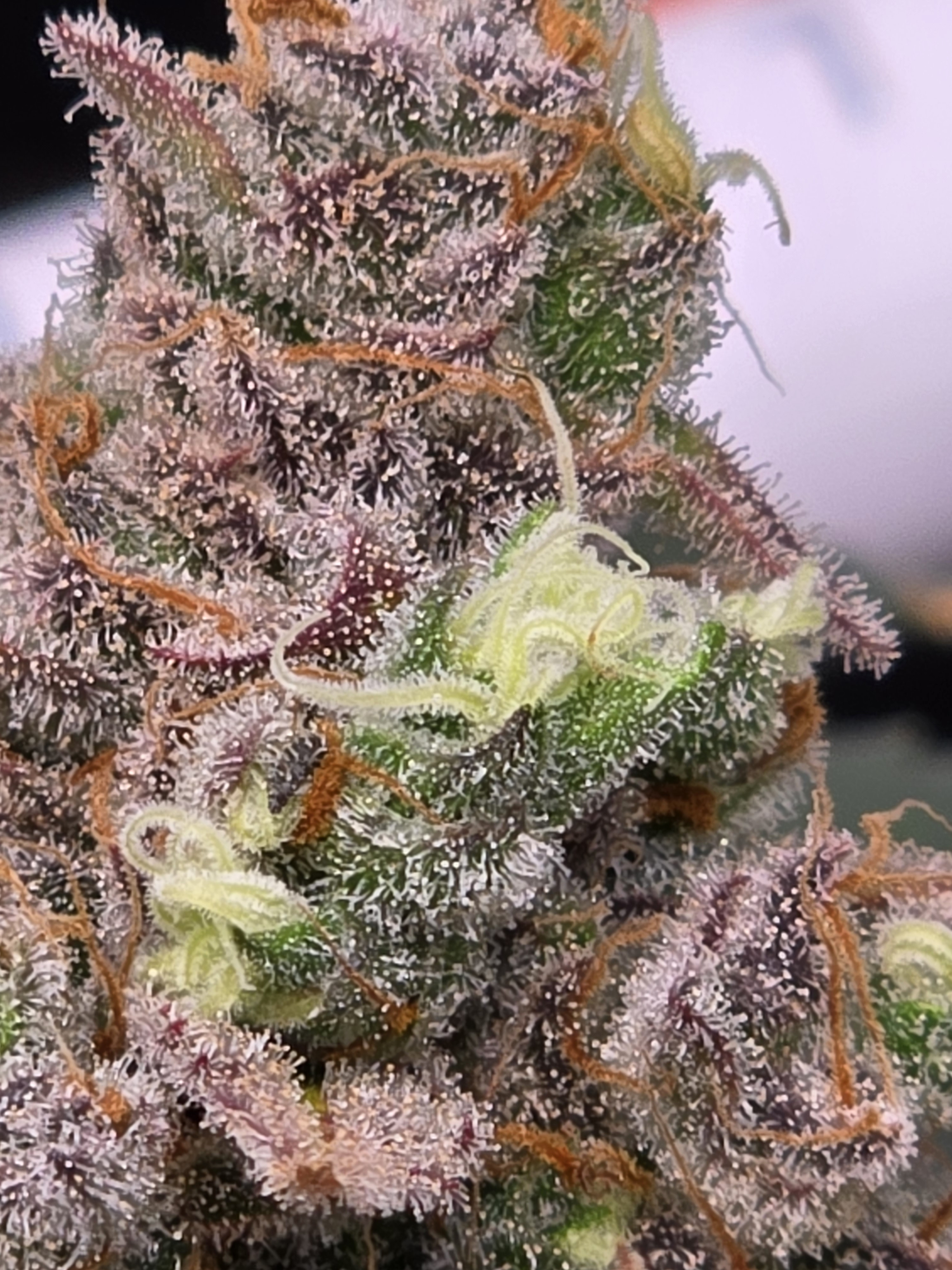 Click image for larger version

Name:	20260324_141216.jpg
Views:	3
Size:	1.99 MB
ID:	664349