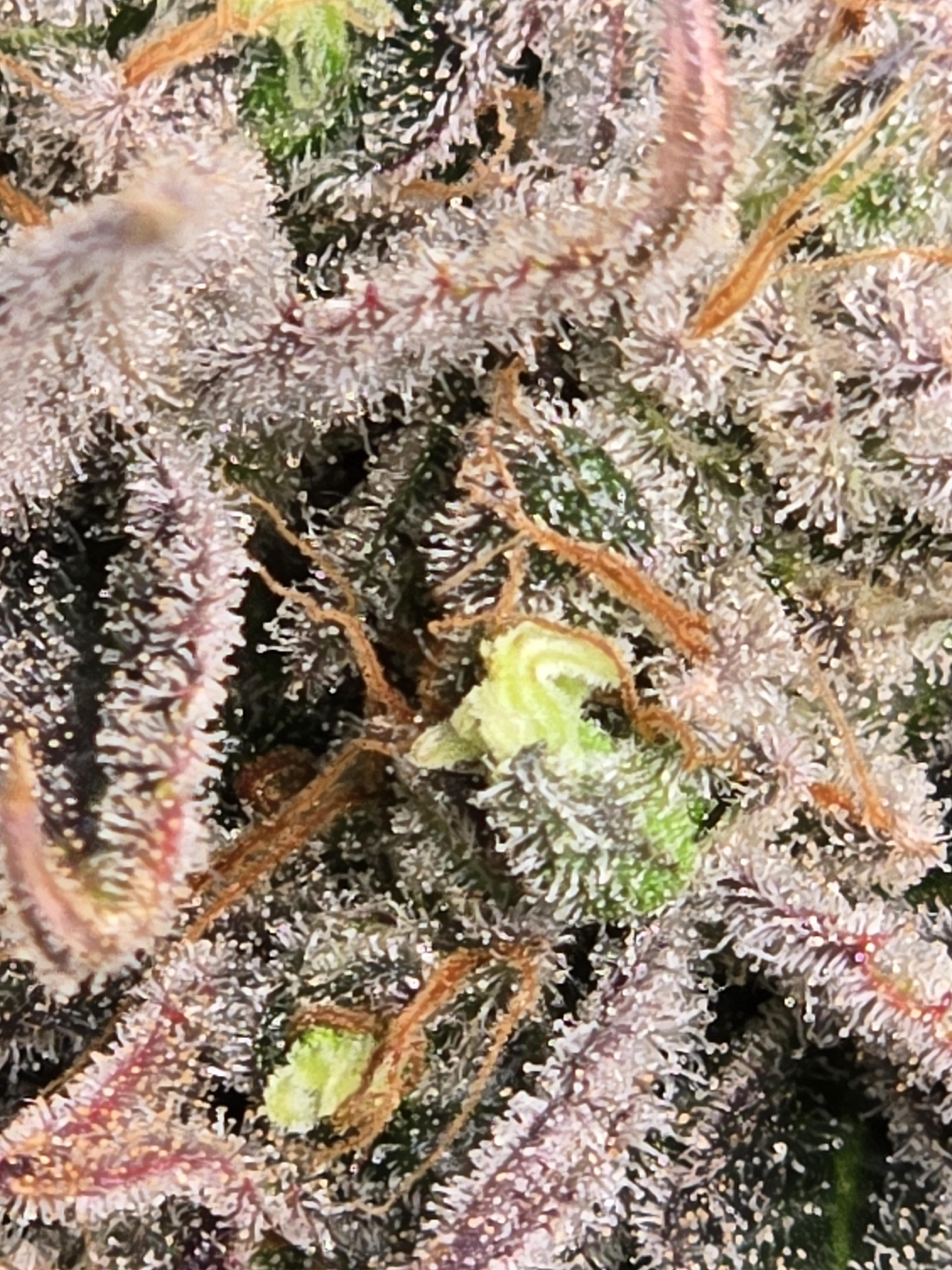 Click image for larger version

Name:	20260324_141224.jpg
Views:	3
Size:	2.19 MB
ID:	664350