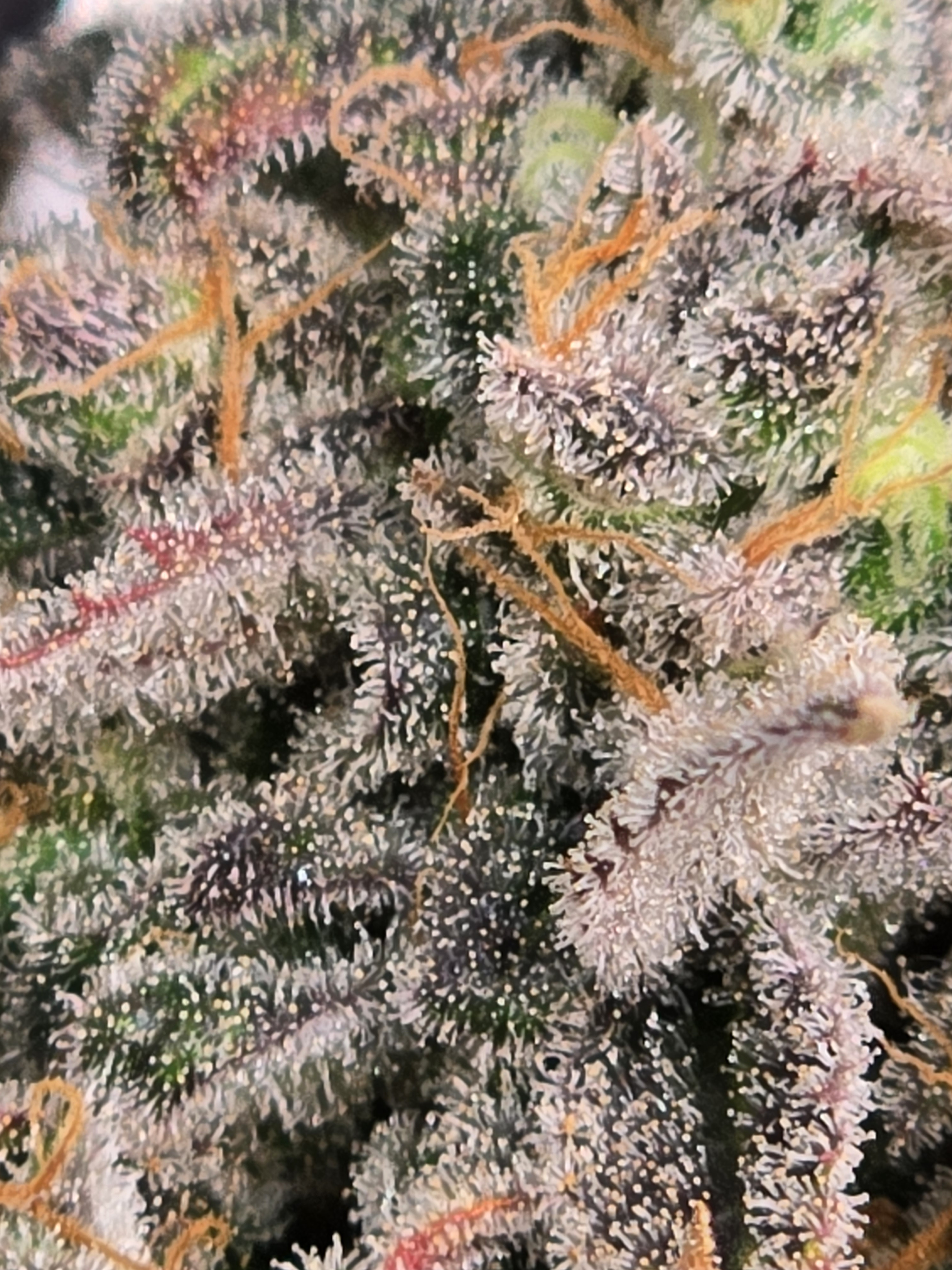 Click image for larger version

Name:	20260324_141232.jpg
Views:	3
Size:	2.06 MB
ID:	664351