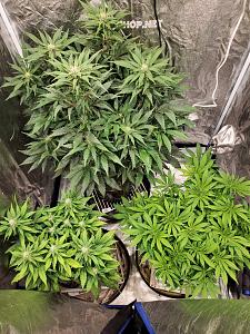 Click image for larger version

Name:	20200509_143719_copy_1209x1612.jpg
Views:	644
Size:	953.5 KB
ID:	403301